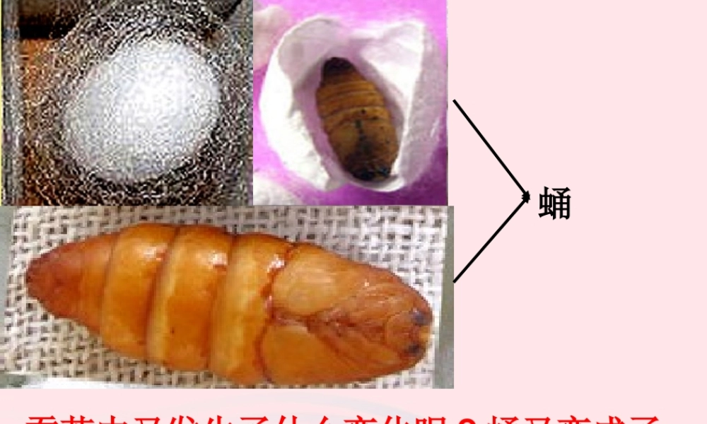三年级科学下册 动物的生命周期 4 蛹变成了什么课件2 教科版-教科版小学三年级下册自然科学课件