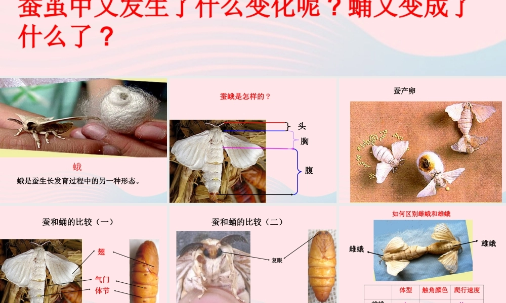 三年级科学下册 动物的生命周期 4 蛹变成了什么课件2 教科版-教科版小学三年级下册自然科学课件