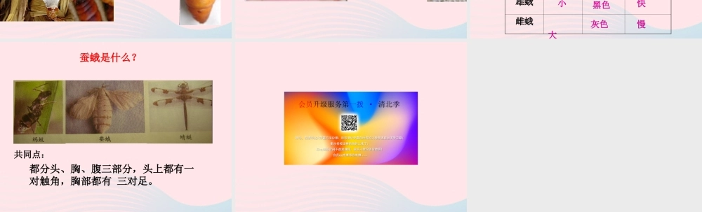 三年级科学下册 动物的生命周期 4 蛹变成了什么课件2 教科版-教科版小学三年级下册自然科学课件