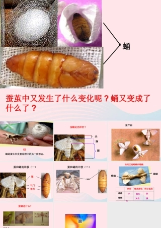三年级科学下册 动物的生命周期 4 蛹变成了什么课件2 教科版-教科版小学三年级下册自然科学课件