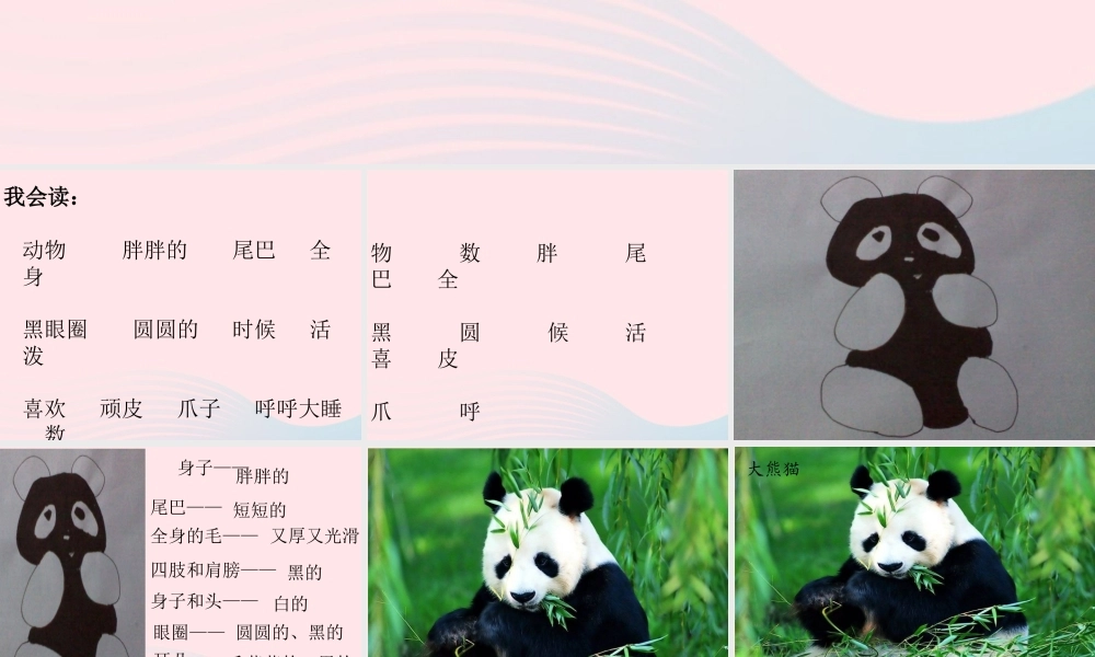 一年级语文下册 阅读八《大熊猫》课件2 教科版-教科版小学一年级下册语文课件