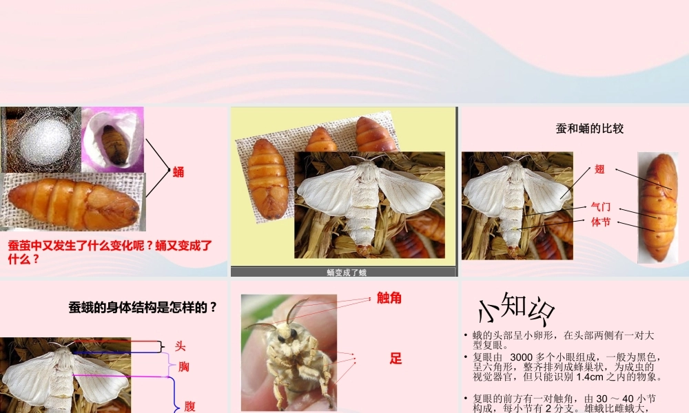三年级科学下册 动物的生命周期 4 蛹变成了什么课件3 教科版-教科版小学三年级下册自然科学课件