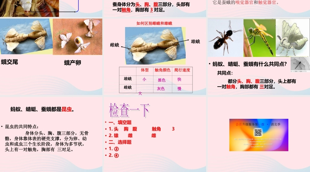 三年级科学下册 动物的生命周期 4 蛹变成了什么课件3 教科版-教科版小学三年级下册自然科学课件