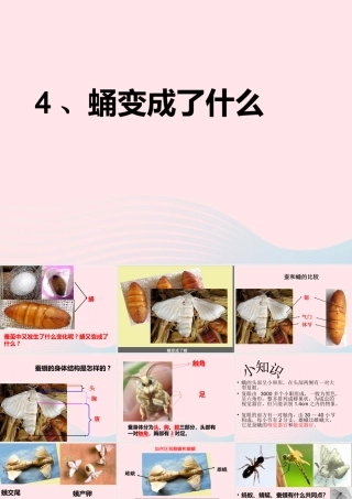 三年级科学下册 动物的生命周期 4 蛹变成了什么课件3 教科版-教科版小学三年级下册自然科学课件