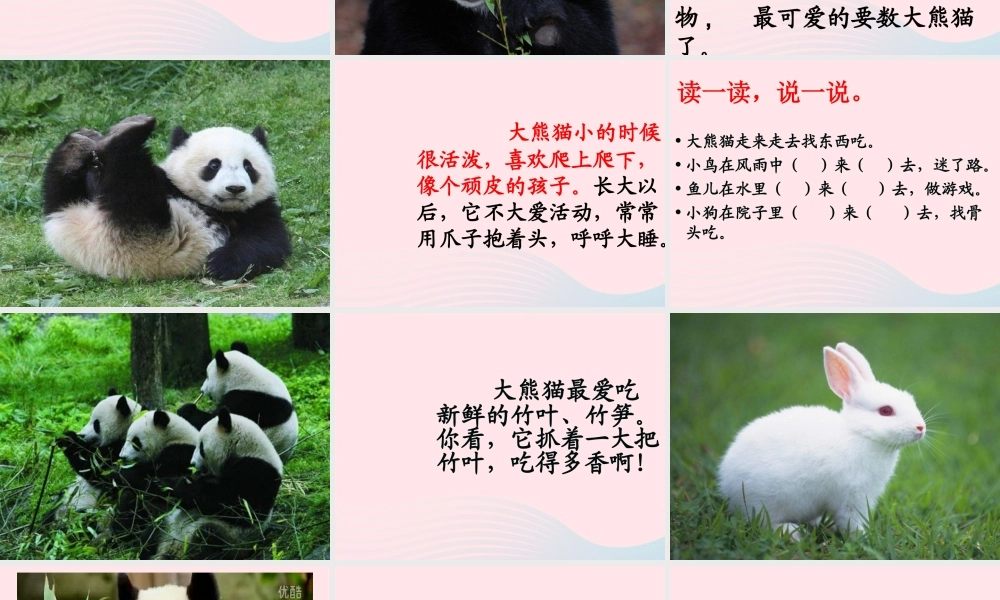 一年级语文下册 阅读八《大熊猫》课件3 教科版-教科版小学一年级下册语文课件
