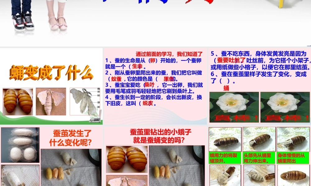 三年级科学下册 动物的生命周期 4 蛹变成了什么课件4 教科版-教科版小学三年级下册自然科学课件