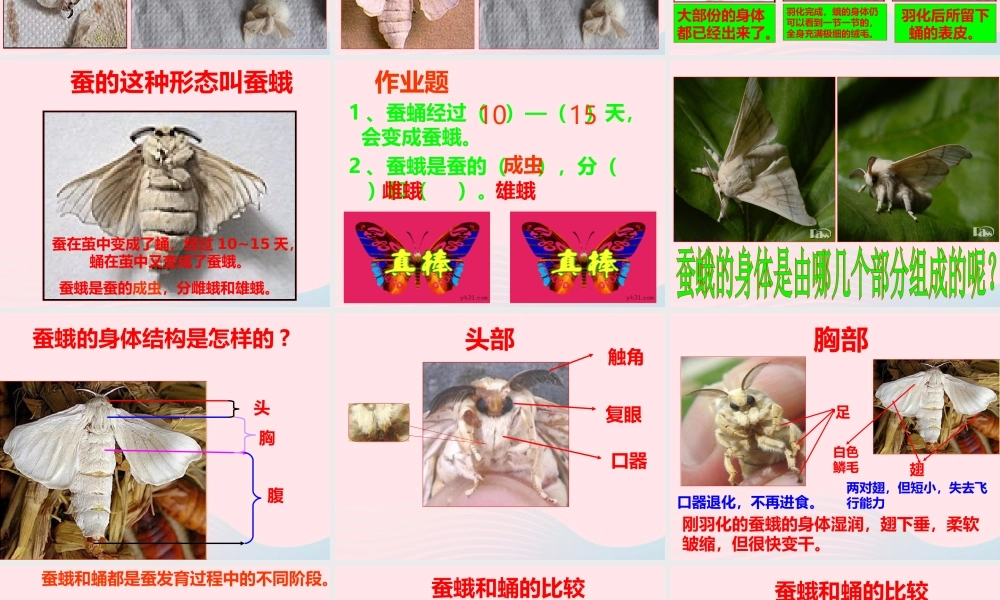 三年级科学下册 动物的生命周期 4 蛹变成了什么课件4 教科版-教科版小学三年级下册自然科学课件