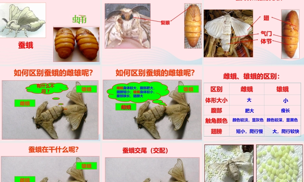 三年级科学下册 动物的生命周期 4 蛹变成了什么课件4 教科版-教科版小学三年级下册自然科学课件