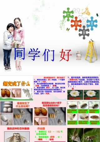 三年级科学下册 动物的生命周期 4 蛹变成了什么课件4 教科版-教科版小学三年级下册自然科学课件