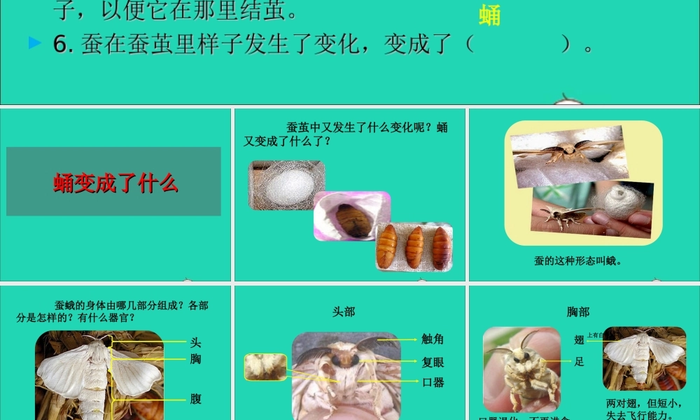 三年级科学下册 动物的生命周期 4蛹变成了什么课件 教科版-教科版小学三年级下册自然科学课件