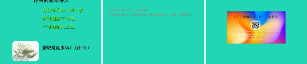 三年级科学下册 动物的生命周期 4蛹变成了什么课件 教科版-教科版小学三年级下册自然科学课件