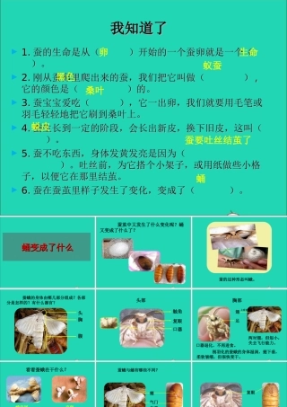 三年级科学下册 动物的生命周期 4蛹变成了什么课件 教科版-教科版小学三年级下册自然科学课件