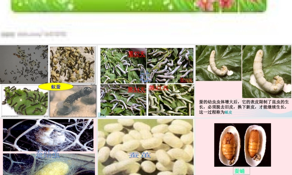 三年级科学下册 动物的生命周期 5 蚕的生命周期课件 教科版-教科版小学三年级下册自然科学课件