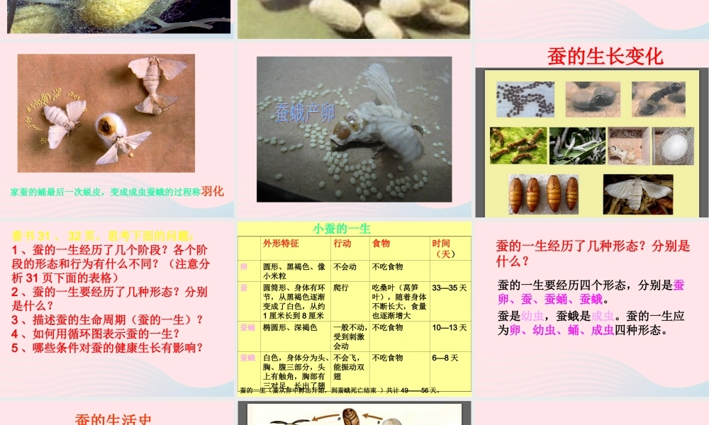 三年级科学下册 动物的生命周期 5 蚕的生命周期课件 教科版-教科版小学三年级下册自然科学课件