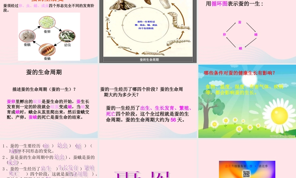 三年级科学下册 动物的生命周期 5 蚕的生命周期课件 教科版-教科版小学三年级下册自然科学课件