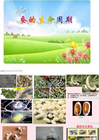 三年级科学下册 动物的生命周期 5 蚕的生命周期课件 教科版-教科版小学三年级下册自然科学课件