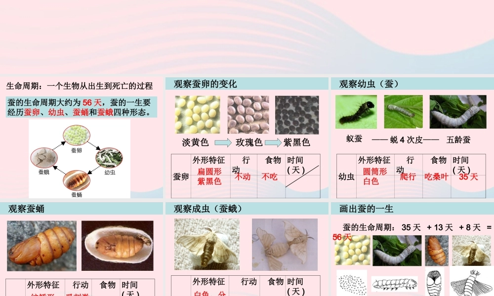 三年级科学下册 动物的生命周期 5 蚕的生命周期课件1 教科版-教科版小学三年级下册自然科学课件