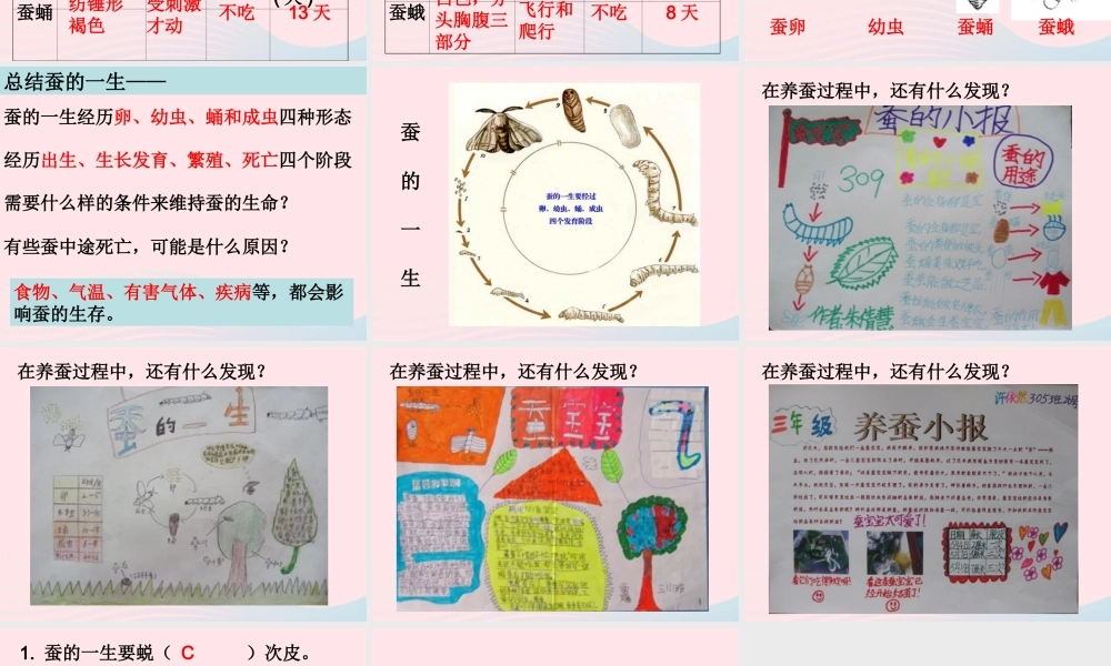 三年级科学下册 动物的生命周期 5 蚕的生命周期课件1 教科版-教科版小学三年级下册自然科学课件