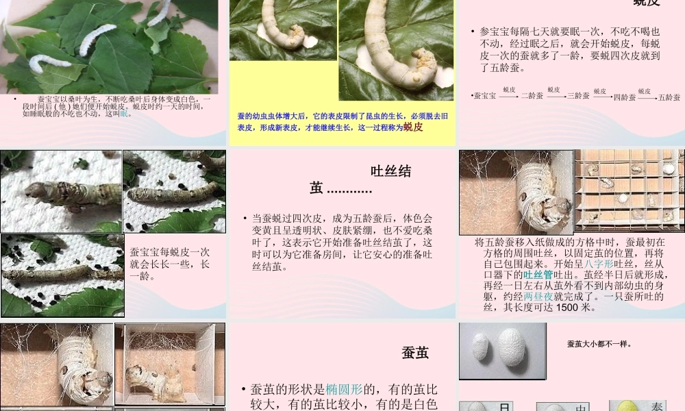 三年级科学下册 动物的生命周期 5 蚕的生命周期课件2 教科版-教科版小学三年级下册自然科学课件