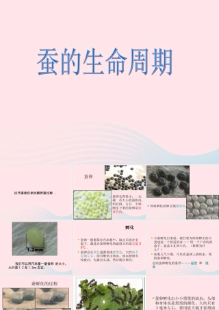 三年级科学下册 动物的生命周期 5 蚕的生命周期课件2 教科版-教科版小学三年级下册自然科学课件