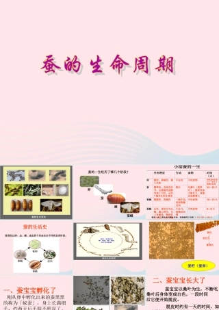 三年级科学下册 动物的生命周期 5 蚕的生命周期课件3 教科版-教科版小学三年级下册自然科学课件