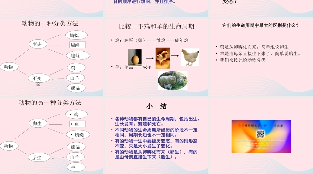 三年级科学下册 动物的生命周期 6 其他动物的生命周期课件 教科版-教科版小学三年级下册自然科学课件