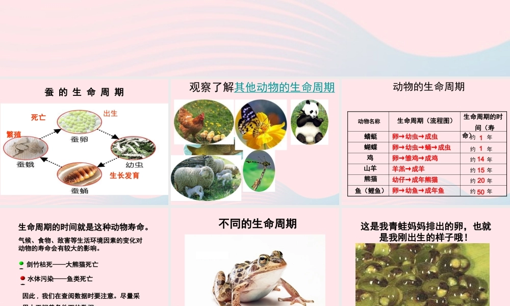 三年级科学下册 动物的生命周期 6《其他动物的生命周期》课件1 教科版-教科版小学三年级下册自然科学课件