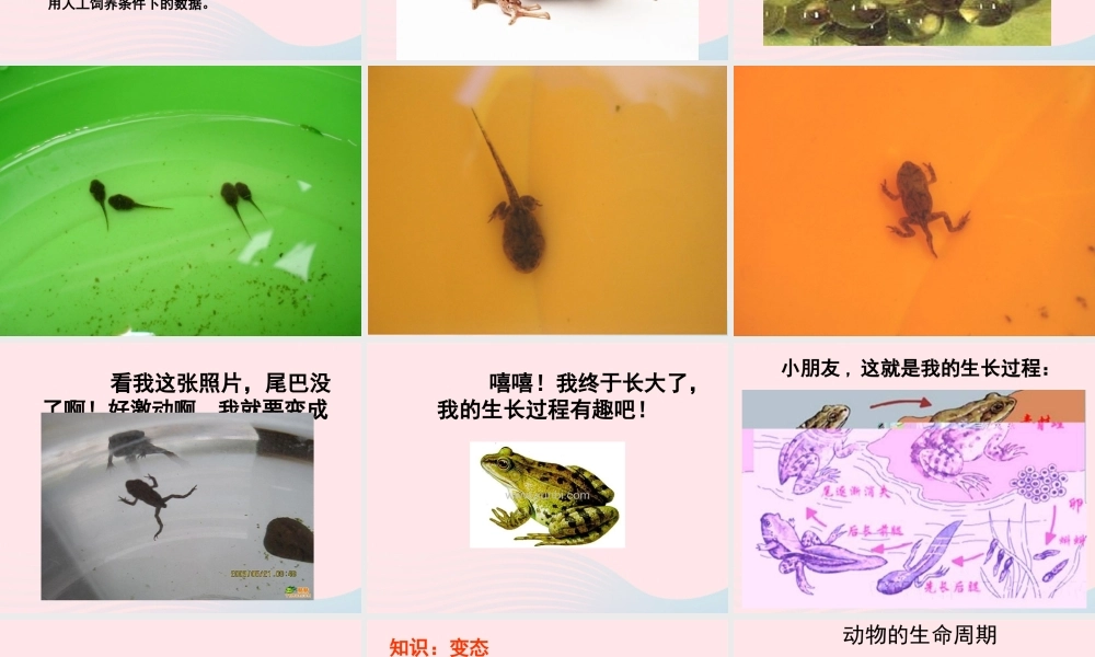 三年级科学下册 动物的生命周期 6《其他动物的生命周期》课件1 教科版-教科版小学三年级下册自然科学课件