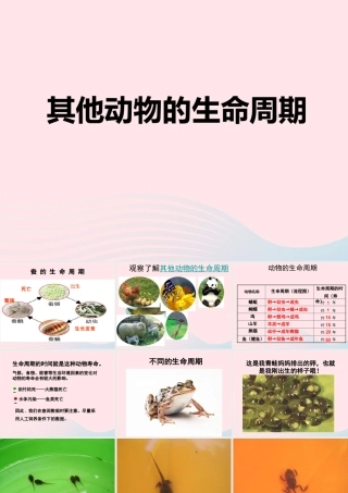 三年级科学下册 动物的生命周期 6《其他动物的生命周期》课件1 教科版-教科版小学三年级下册自然科学课件