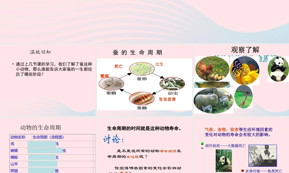 三年级科学下册 动物的生命周期 6《其他动物的生命周期》课件2 教科版-教科版小学三年级下册自然科学课件