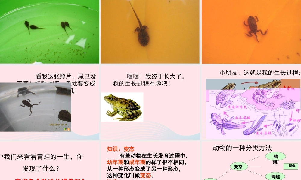 三年级科学下册 动物的生命周期 6《其他动物的生命周期》课件2 教科版-教科版小学三年级下册自然科学课件