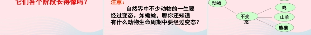 三年级科学下册 动物的生命周期 6《其他动物的生命周期》课件2 教科版-教科版小学三年级下册自然科学课件