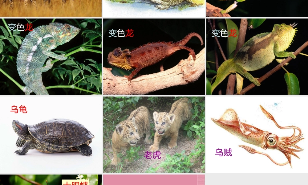 三年级科学下册 动物怎样保护自己 1课件 首师大版