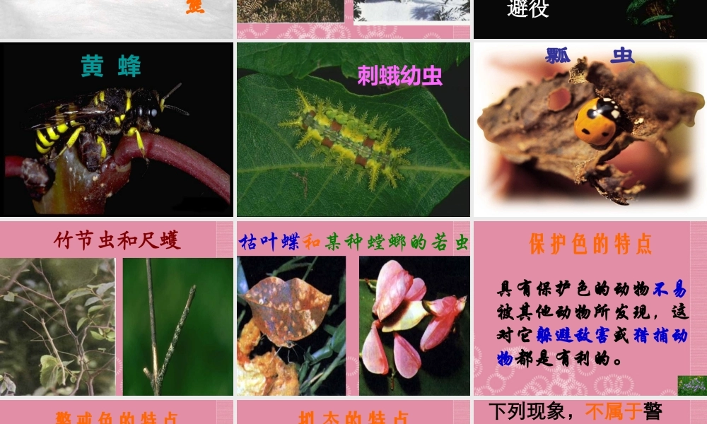 三年级科学下册 动物怎样保护自己 3课件 首师大版