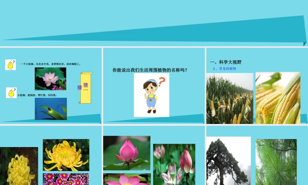 三年级科学上册 第一章 第1课 身边的动物课件1 新人教版-新人教版小学三年级上册自然科学课件