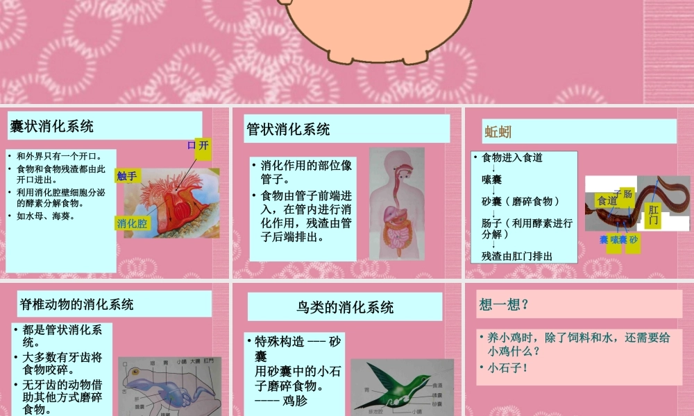 三年级科学下册 动物怎样吃食物 1课件 首师大版