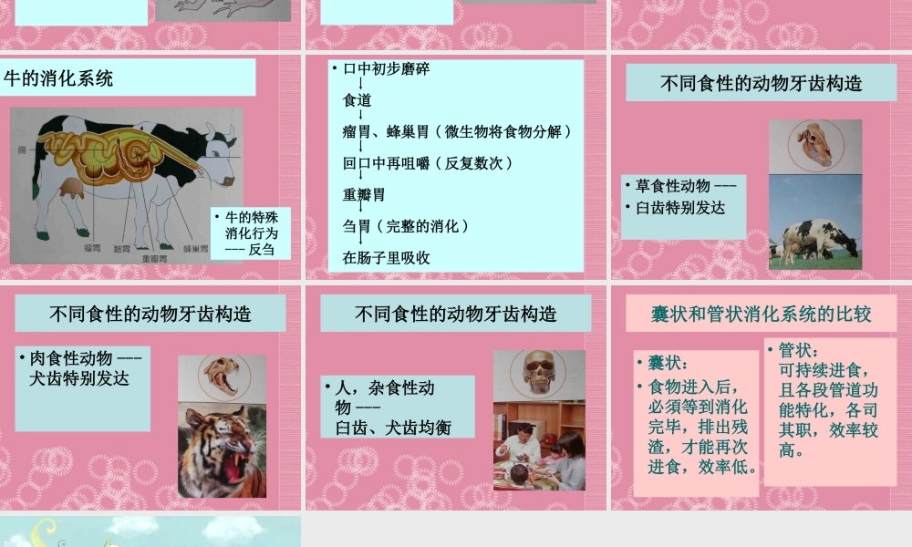 三年级科学下册 动物怎样吃食物 1课件 首师大版