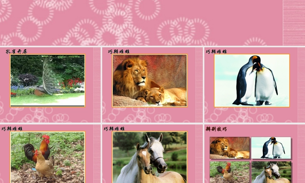 三年级科学下册 动物怎样繁殖后代 1课件 首师大版