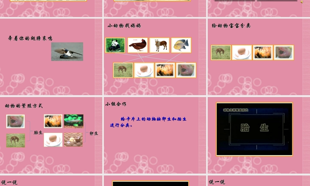 三年级科学下册 动物怎样繁殖后代 1课件 首师大版