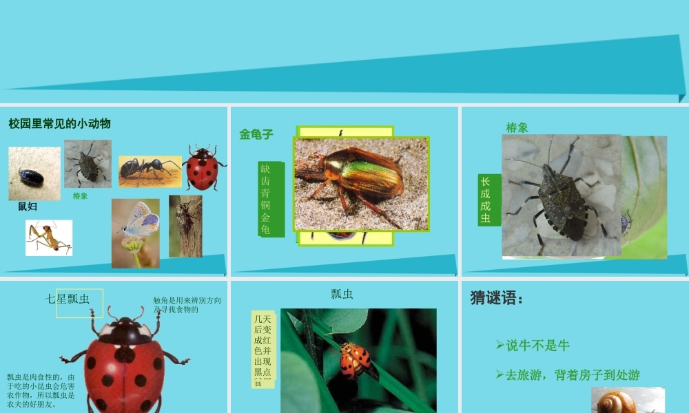 三年级科学上册 第一章 第2课 校园里的动物课件1 新人教版-新人教版小学三年级上册自然科学课件