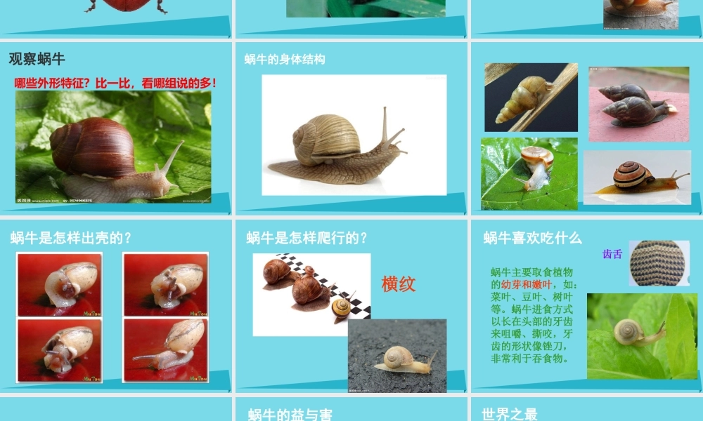 三年级科学上册 第一章 第2课 校园里的动物课件1 新人教版-新人教版小学三年级上册自然科学课件