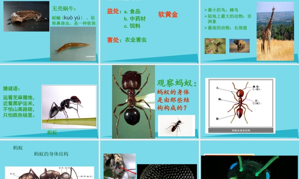 三年级科学上册 第一章 第2课 校园里的动物课件1 新人教版-新人教版小学三年级上册自然科学课件