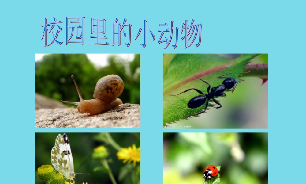 三年级科学上册 第一章 第2课 校园里的动物课件2 新人教版-新人教版小学三年级上册自然科学课件