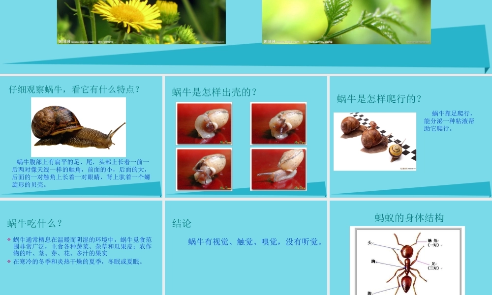 三年级科学上册 第一章 第2课 校园里的动物课件2 新人教版-新人教版小学三年级上册自然科学课件