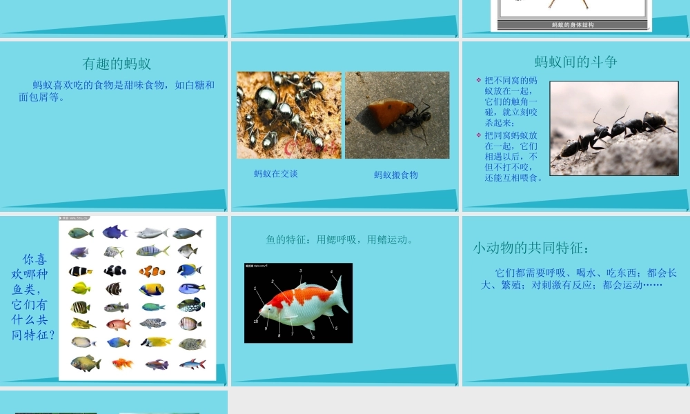 三年级科学上册 第一章 第2课 校园里的动物课件2 新人教版-新人教版小学三年级上册自然科学课件