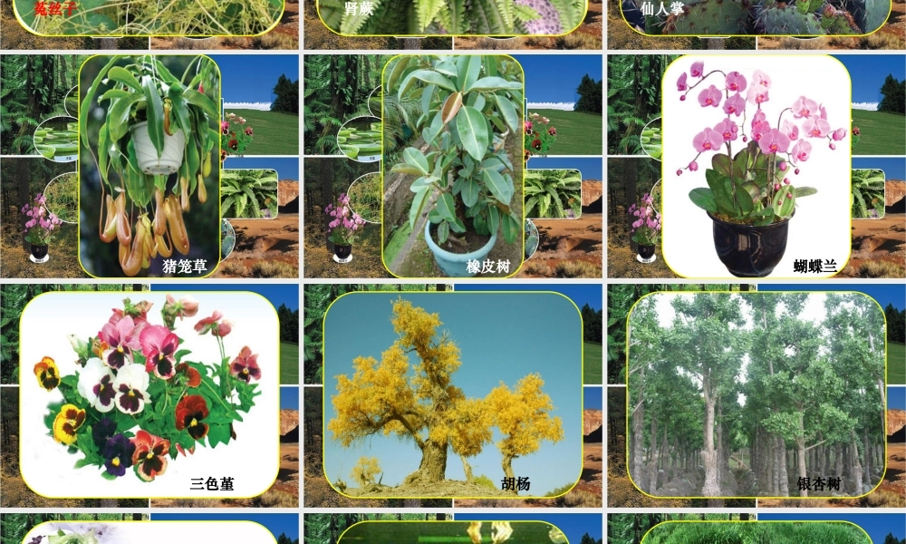 三年级科学下册 二 植物的生长 第3课《植物的身体》课件1 新人教版-新人教级下册自然科学课件