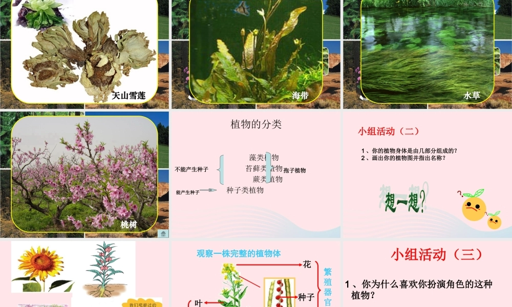 三年级科学下册 二 植物的生长 第3课《植物的身体》课件1 新人教版-新人教级下册自然科学课件