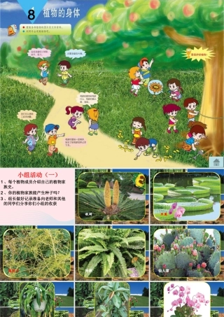 三年级科学下册 二 植物的生长 第3课《植物的身体》课件1 新人教版-新人教级下册自然科学课件