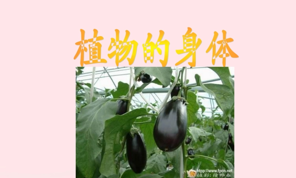 三年级科学下册 二 植物的生长 第3课《植物的身体》课件2 新人教版-新人教版小学三年级下册自然科学课件