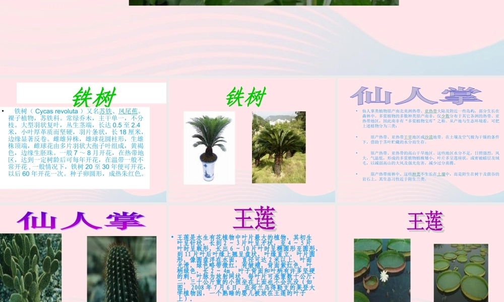 三年级科学下册 二 植物的生长 第3课《植物的身体》课件2 新人教版-新人教版小学三年级下册自然科学课件